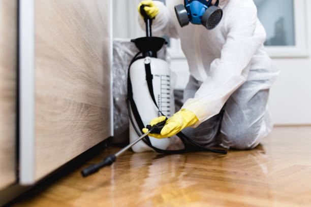Best Flea Control Services  in Plattsburgh, NY