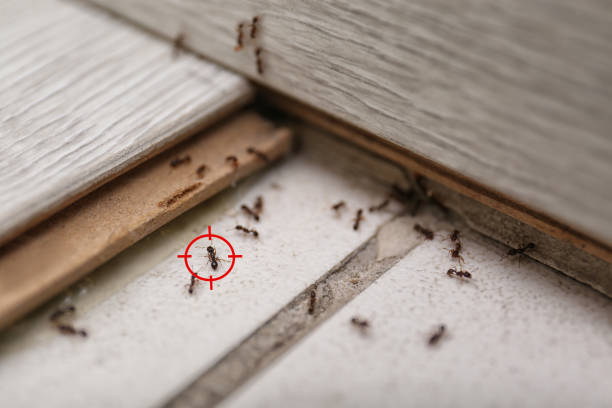 Best Pest Prevention Services  in Plattsburgh, NY